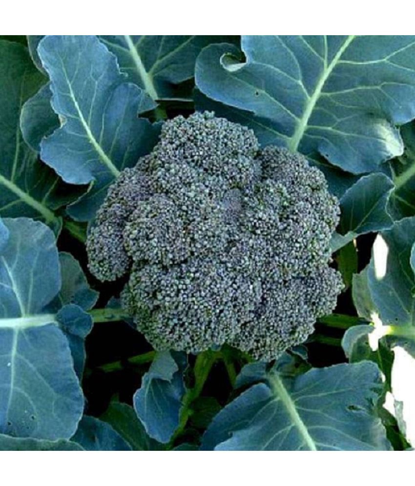     			Jignisha Seeds Hybrid Broccoli Vegetable ( 100 Seeds )