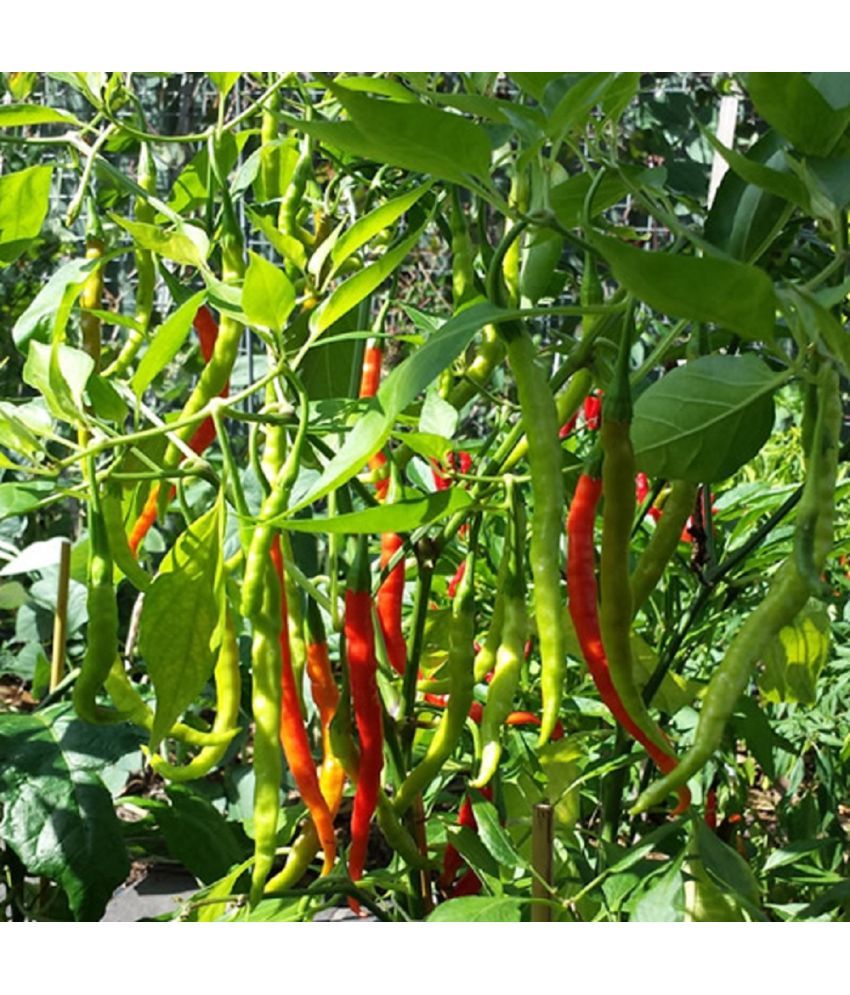     			Jignisha Seeds Hybrid Green Chilli Vegetable ( 50 Seeds )