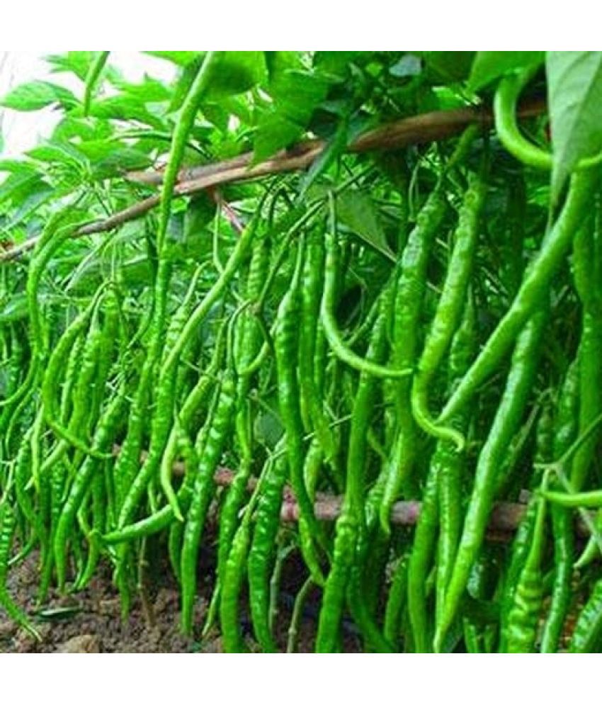     			LiveNature Organic Green Chilli Vegetable ( 1000 Seeds )