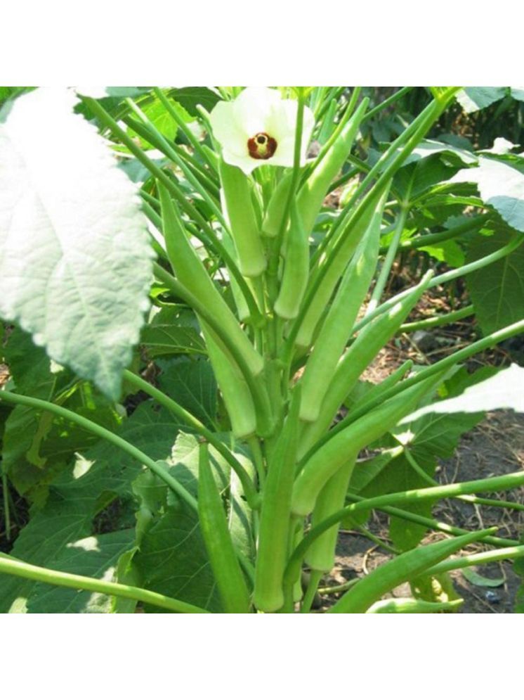     			JAPURA Organic Okra Vegetable ( 100 Seeds )