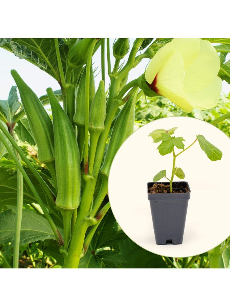     			JAPURA Organic Okra Vegetable ( 100 Seeds )