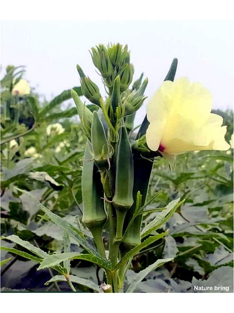     			JAPURA Organic Okra Vegetable ( 100 Seeds )