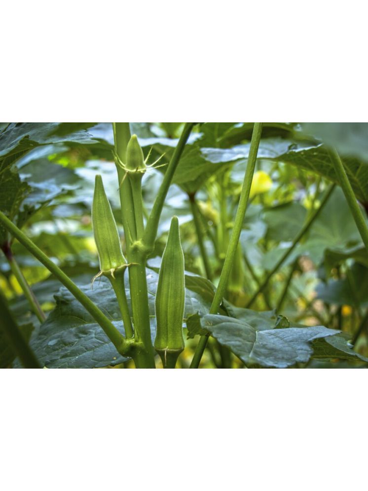     			JAPURA Organic Okra Vegetable ( 100 Seeds )