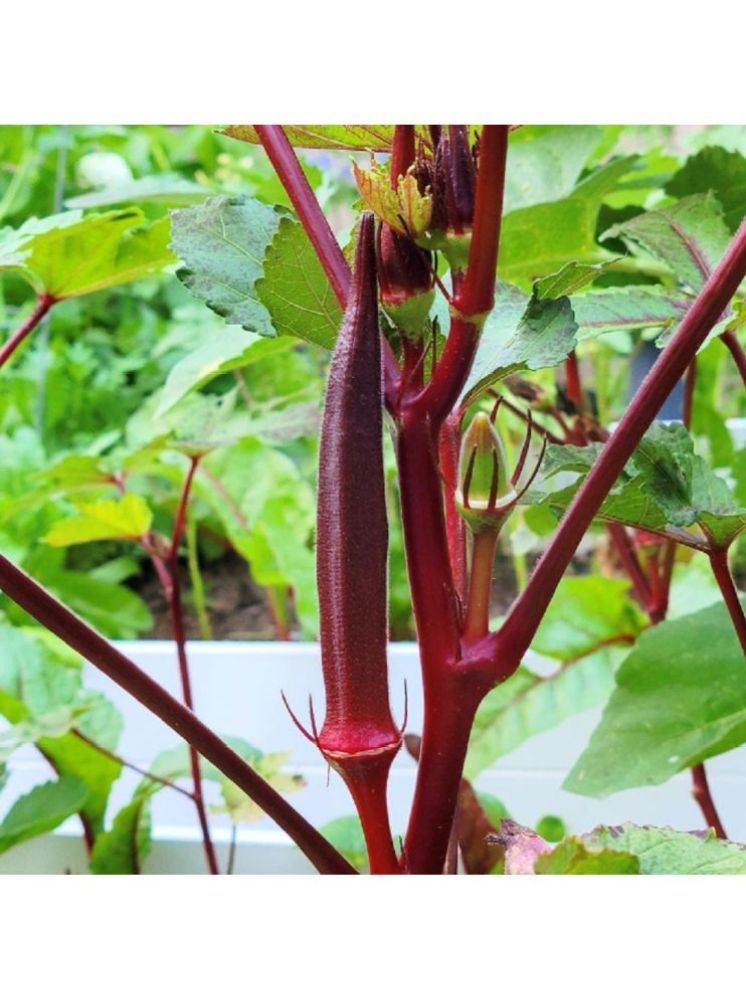     			JAPURA Red Bhindi Vegetable ( 30 Seeds )