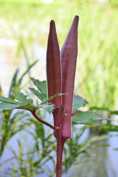     			JAPURA Red Bhindi Vegetable ( 30 Seeds )