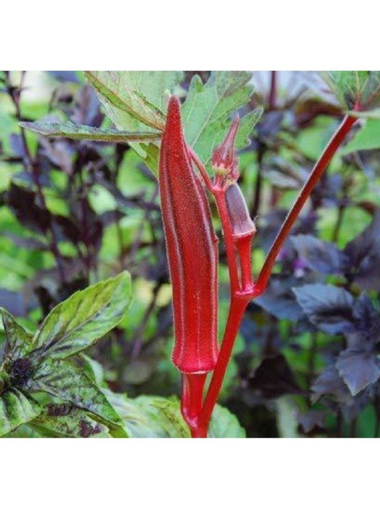     			JAPURA Red Bhindi Vegetable ( 30 Seeds )