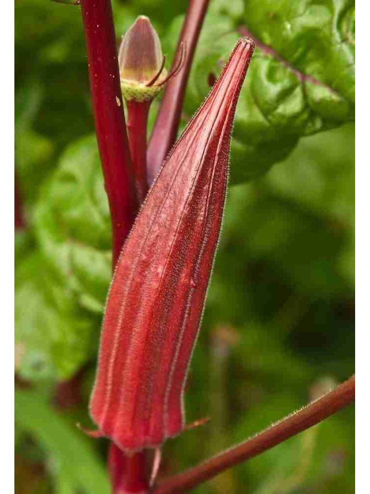     			JAPURA Red Bhindi Vegetable ( 30 Seeds )