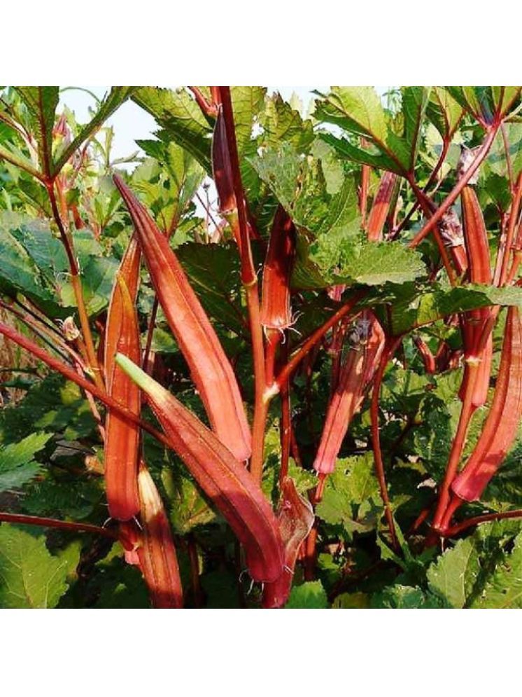     			JAPURA Red Bhindi Vegetable ( 30 Seeds )