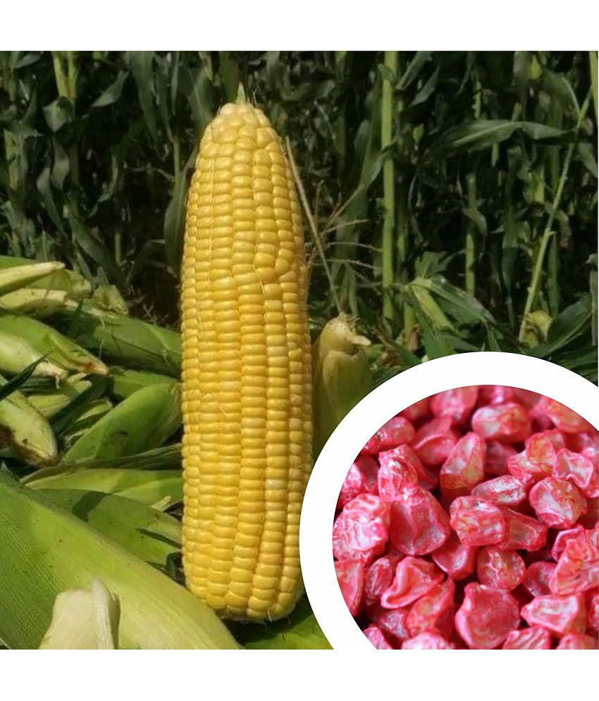     			Vedhahi Sweet Corn Vegetable ( 20 Seeds )