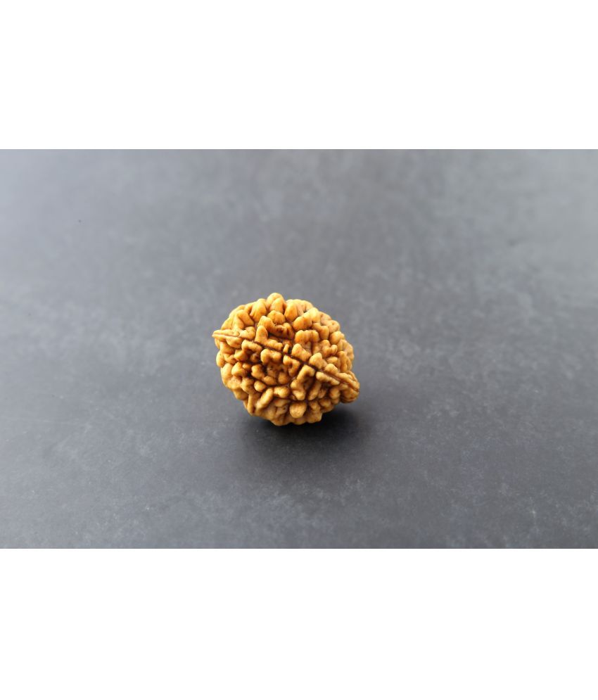     			yogii 2 Mukhi Rudraksha Bead ( Pack of 1 )