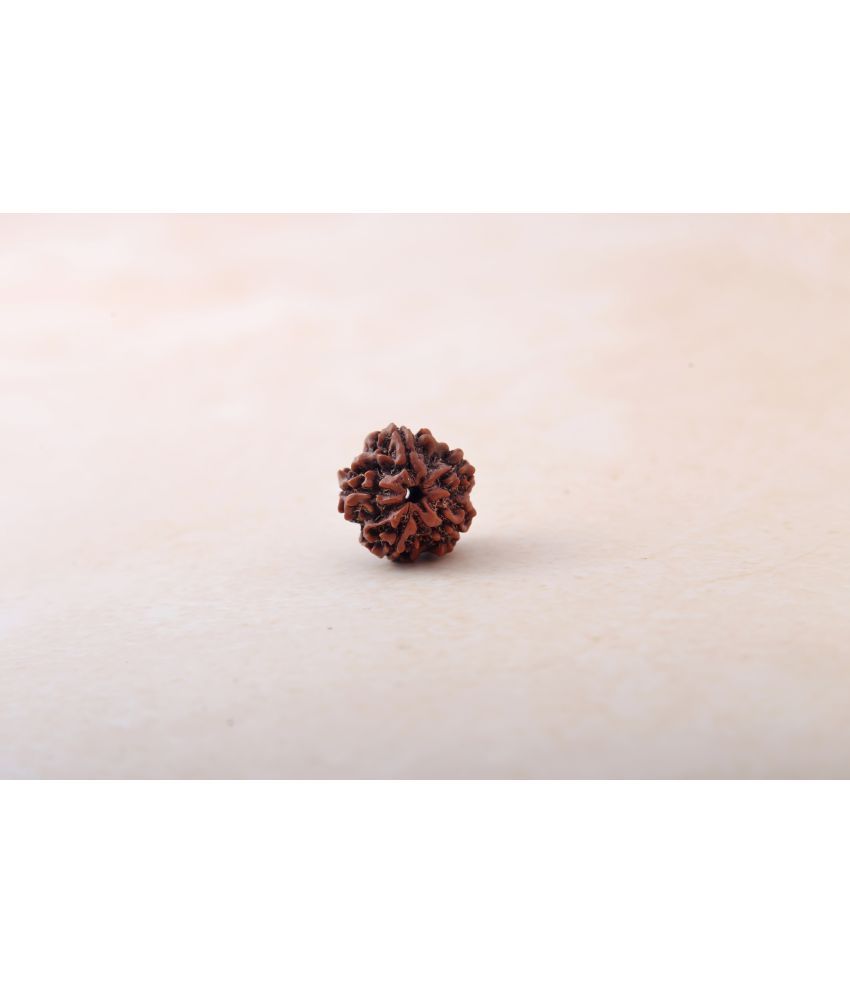     			yogii 5 Mukhi Rudraksha Bead ( Pack of 1 )