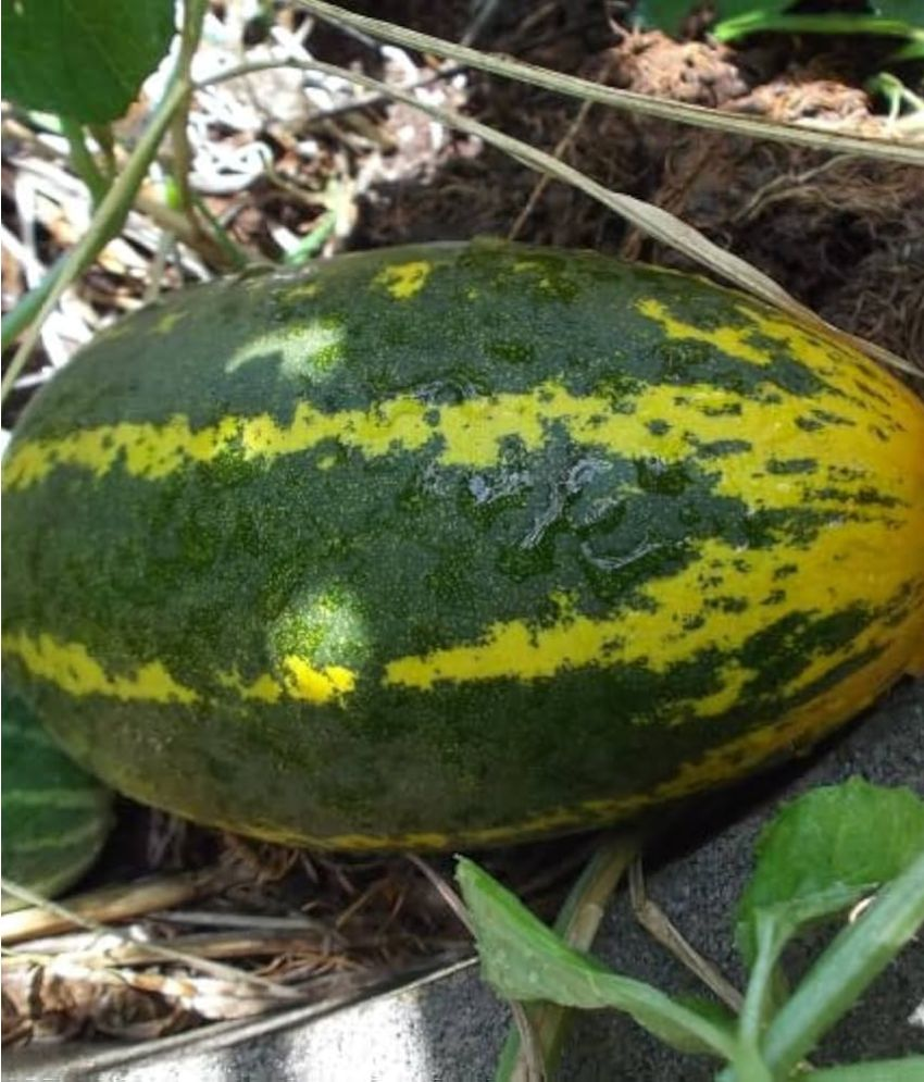     			Jignisha Seeds Hybrid Cucumber Vegetable ( 30 Seeds )