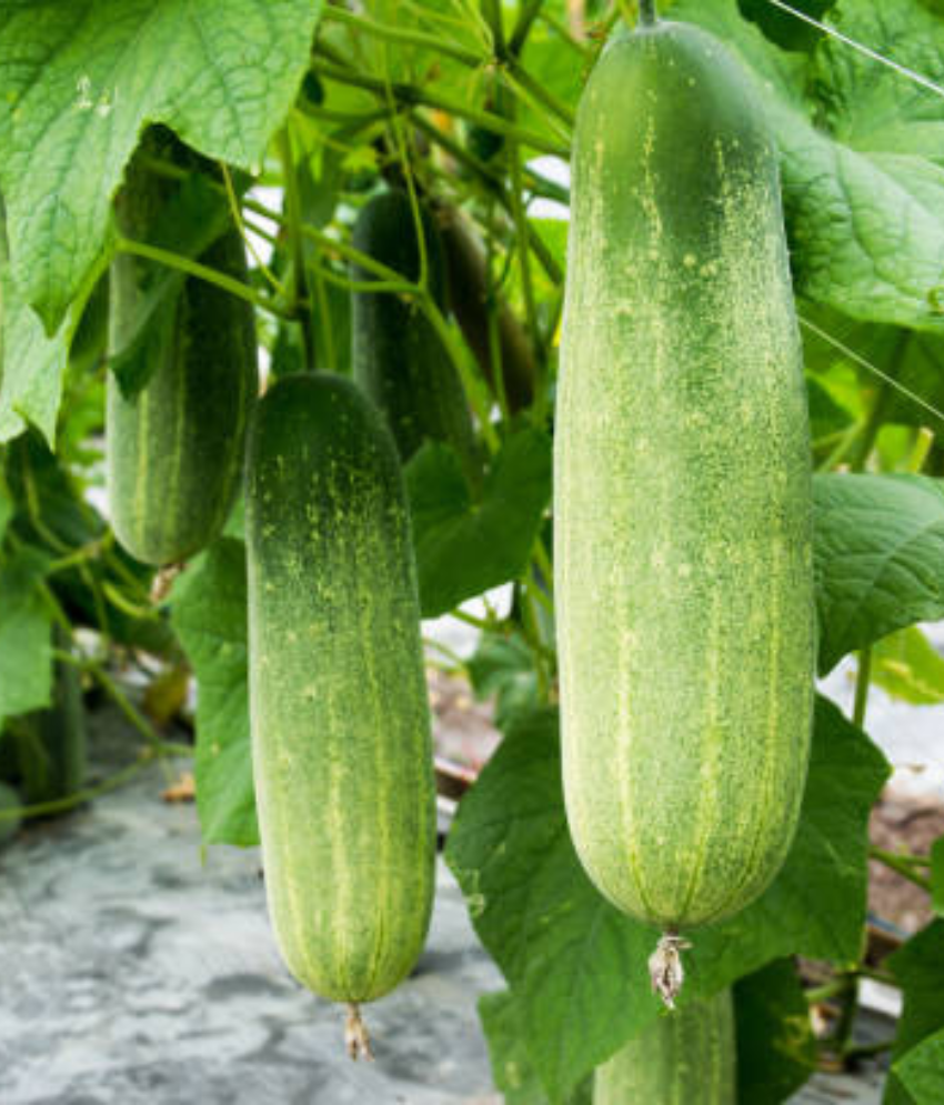     			Jignisha Seeds Organic Cucumber Vegetable ( 50 Seeds )