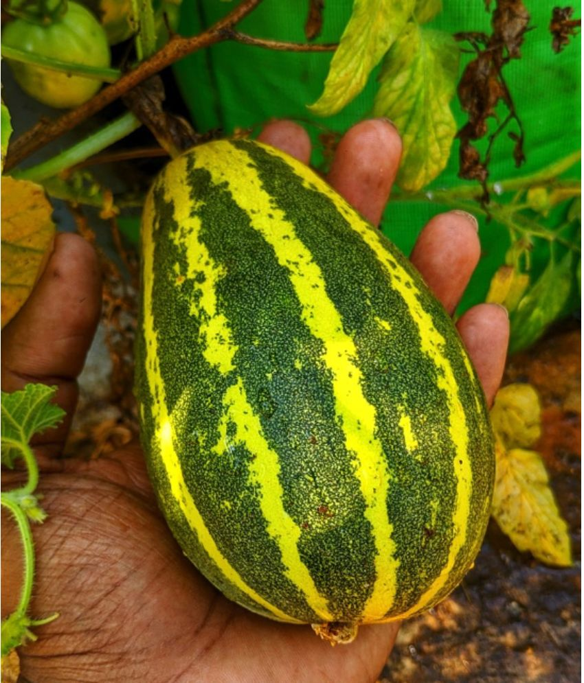     			Jignisha Seeds Organic Cucumber Vegetable ( 30 Seeds )