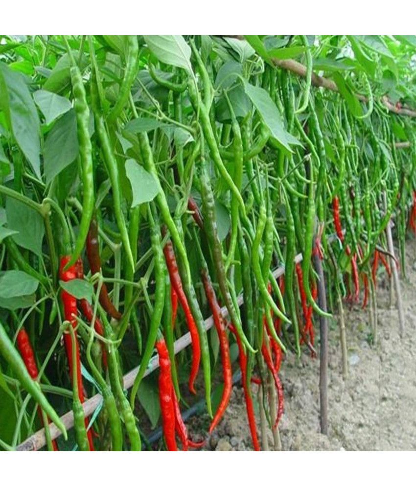     			Jignisha Seeds Organic Green Chilli Vegetable ( 50 Seeds )