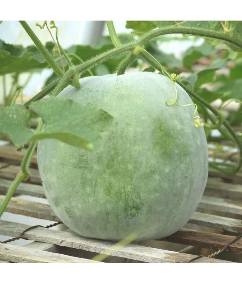     			Vedhahi Ash Gourd Vegetable ( 30 Seeds )