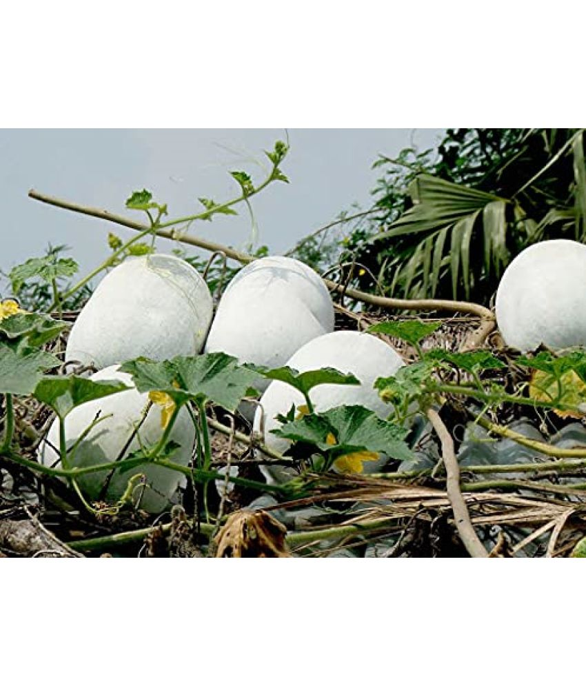     			Vedhahi Ash Gourd Vegetable ( 40 Seeds )