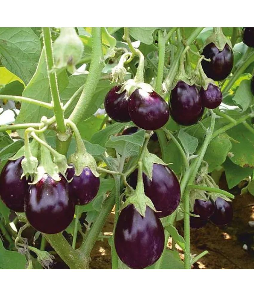     			Vedhahi Hybrid Brinjal Vegetable ( 40 Seeds )