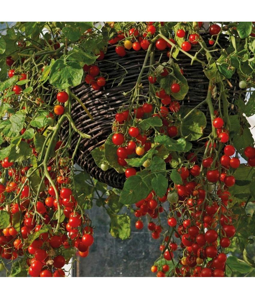     			Vedhahi Organic Red Cherry Tomato Vegetable ( 50 Seeds )