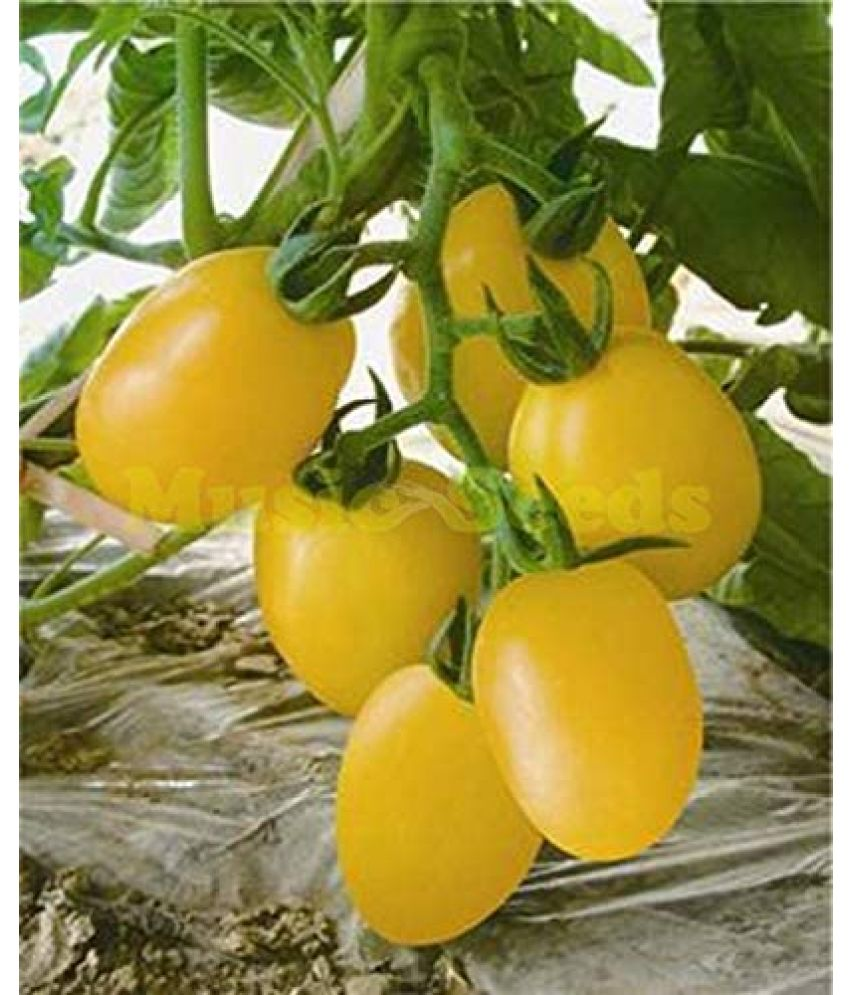     			Vedhahi Organic Yellow Cherry Tomato Vegetable ( 20 Seeds )