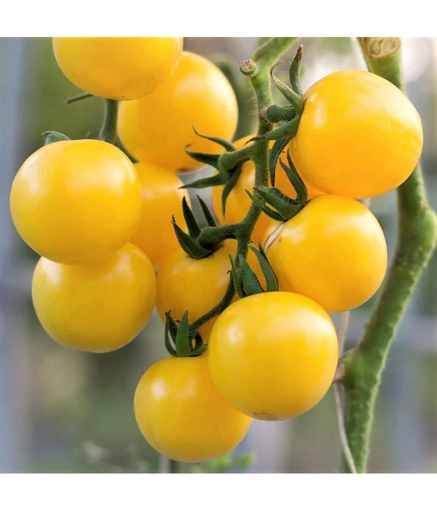     			Vedhahi Organic Yellow Cherry Tomato Vegetable ( 50 Seeds )