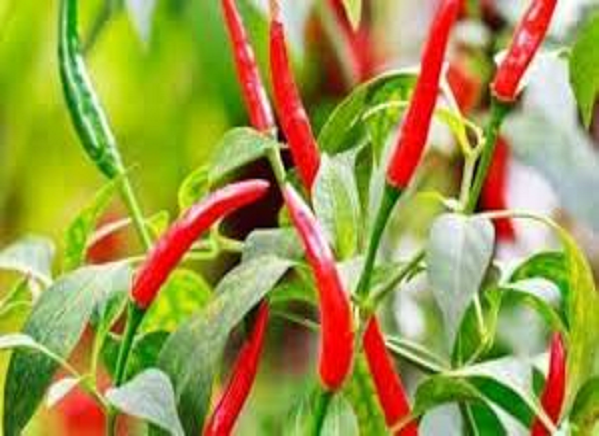     			Vedhahi Red chilli Vegetable ( 30 Seeds )