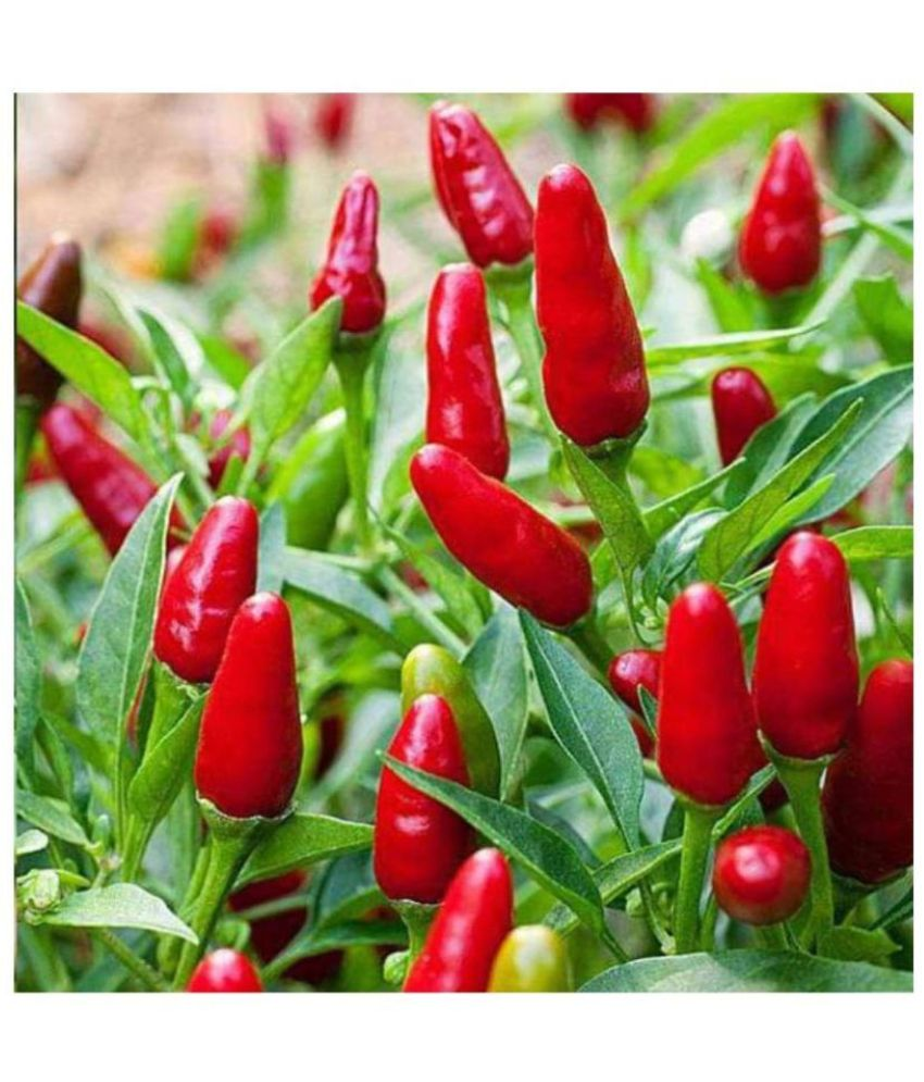     			Vedhahi Red chilli Vegetable ( 60 Seeds )