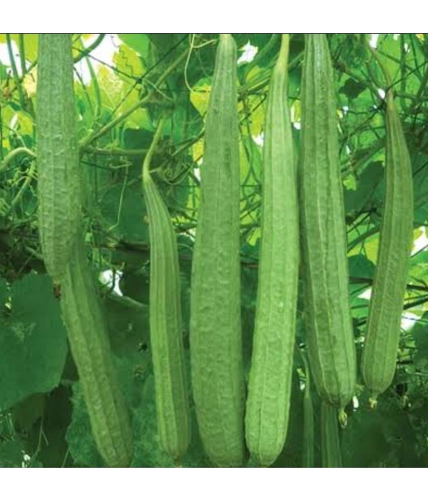     			Vedhahi Ridge Gourd (Toree) Vegetable ( 20 Seeds )