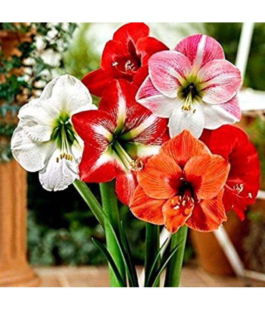     			LiveNature Amaryllis Lily Flower ( 3 Seeds )