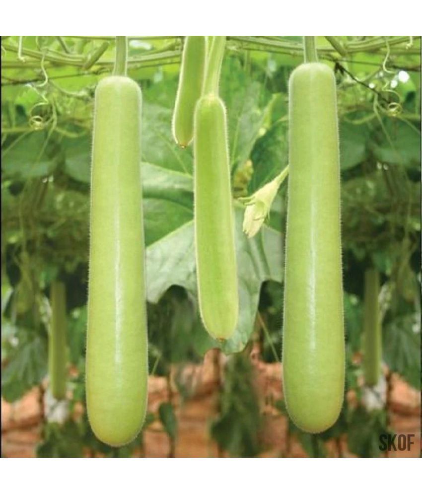     			LiveNature Bottle Gourd Vegetable ( 50 Seeds )