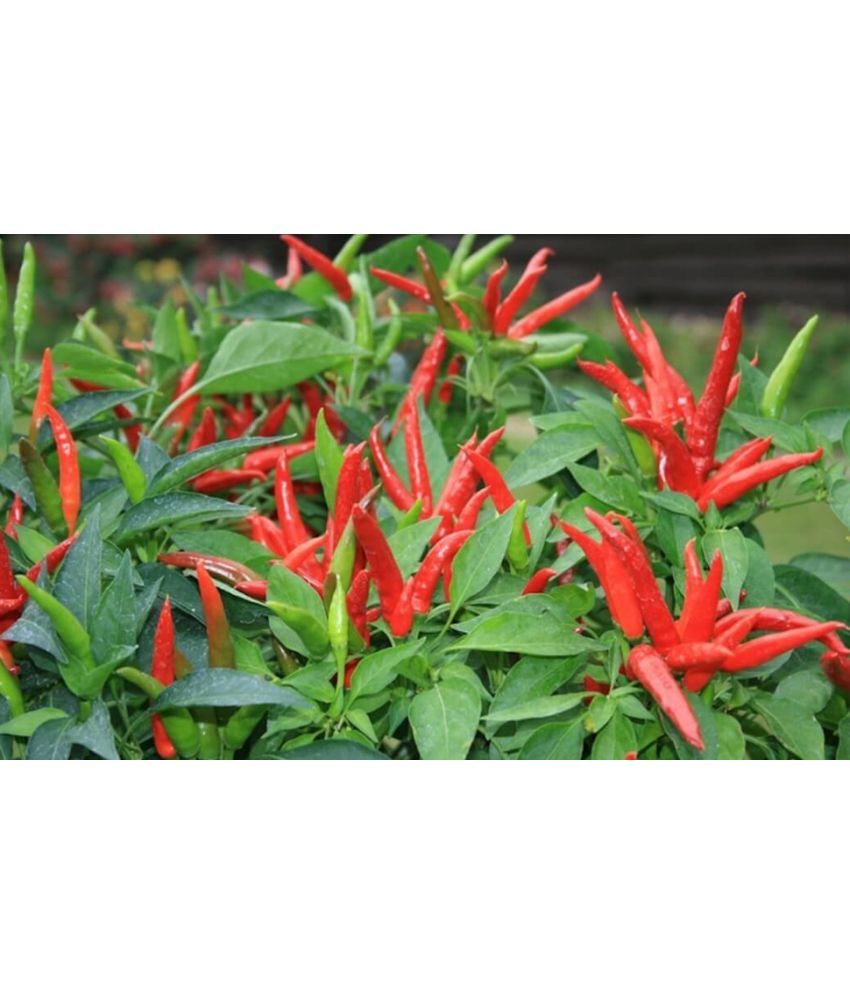     			LiveNature Chilli Vegetable ( 100 Seeds )