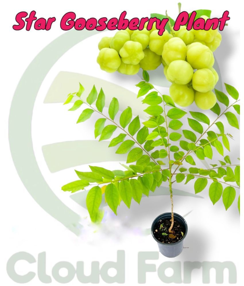     			Cloud Farm Outdoor Fruit Plant ( Pack of 1 )