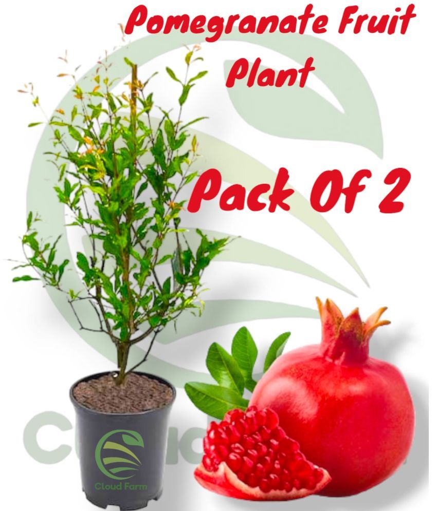     			Cloud Farm Outdoor Fruit Plant ( Pack of 2 )