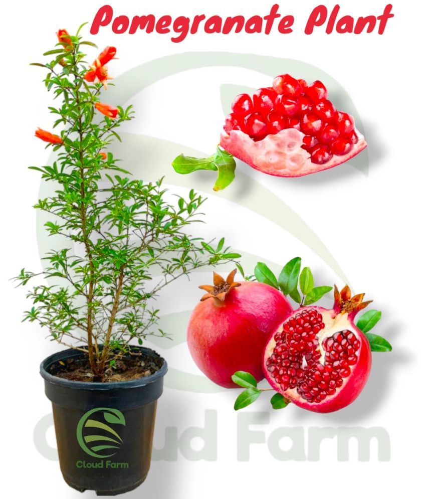     			Cloud Farm Outdoor Fruit Plant ( Pack of 1 )