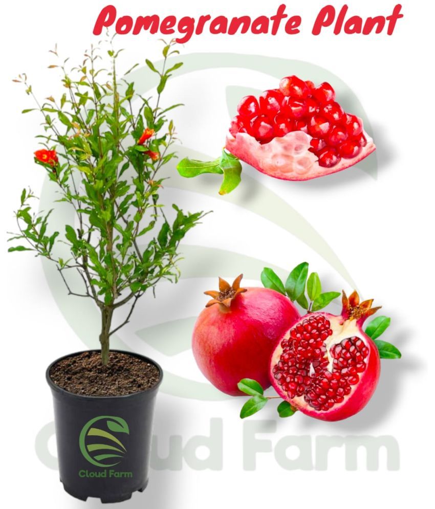     			Cloud Farm Outdoor Fruit Plant ( Pack of 1 )