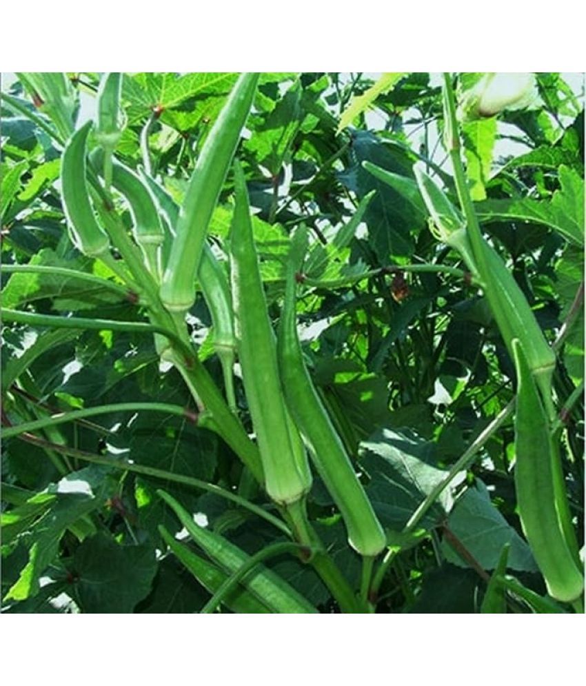     			LiveNature Organic Bhindi Vegetable ( 100 Seeds )