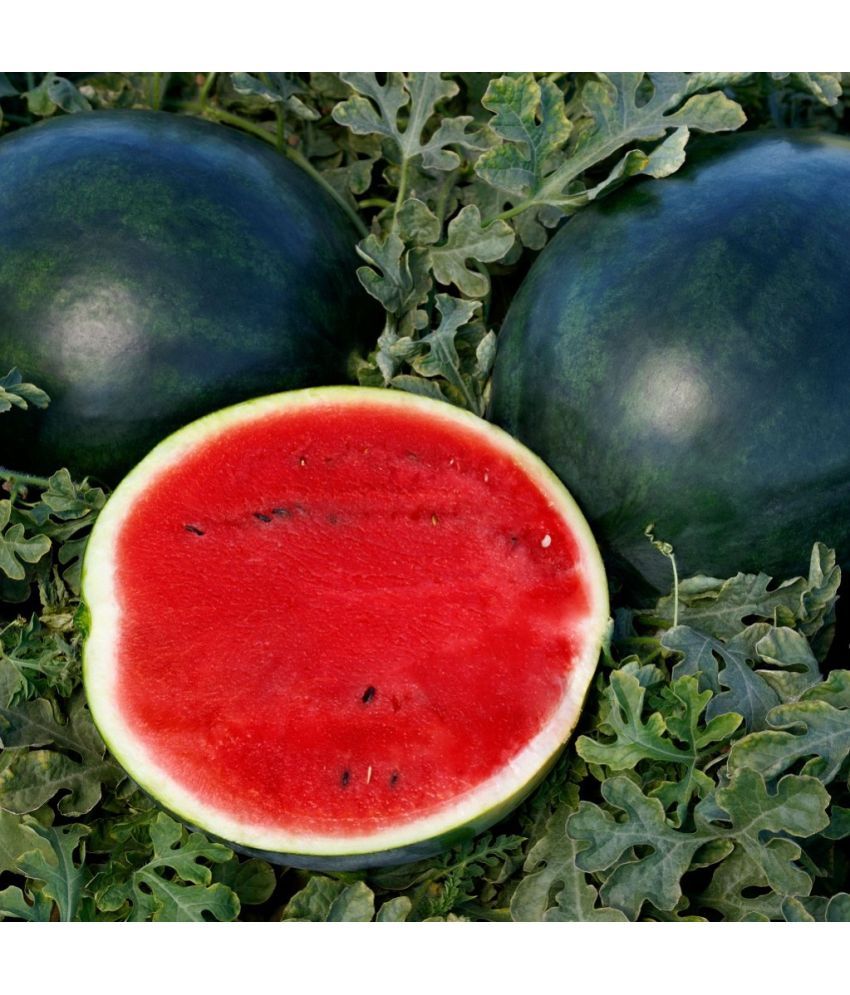     			Jignisha Seeds Hybrid Black Watermelon Fruit ( 10 Seeds )