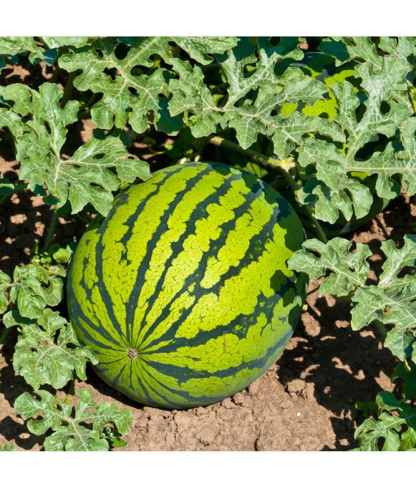     			Jignisha Seeds Hybrid Green Watermelon Fruit ( 10 Seeds )