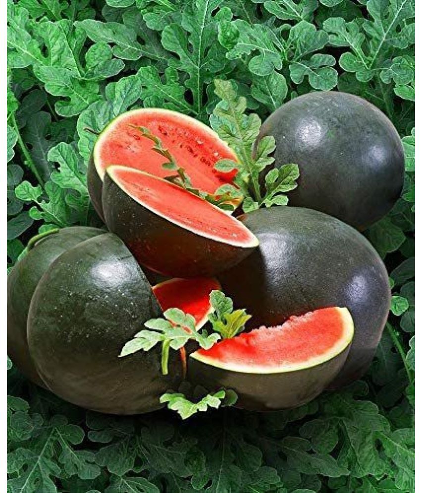     			Jignisha Seeds Hybrid Tarbuj Fruit ( 10 Seeds )