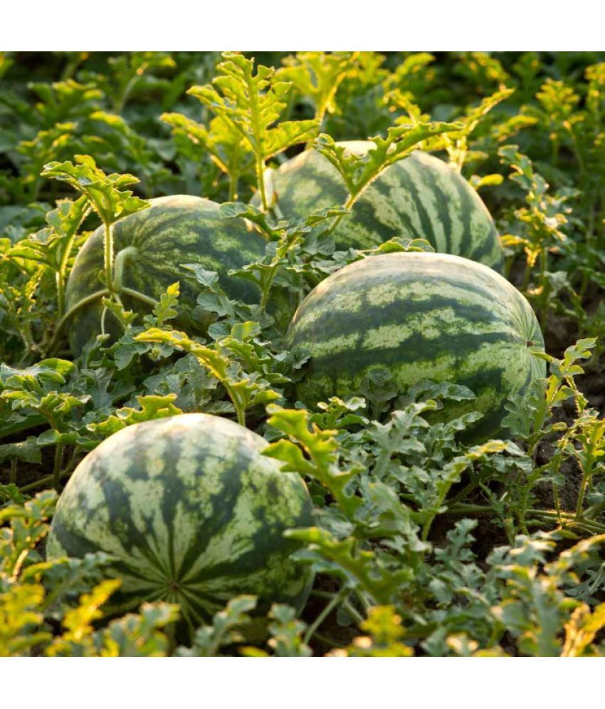     			Jignisha Seeds Organic Green Watermelon Fruit ( 10 Seeds )