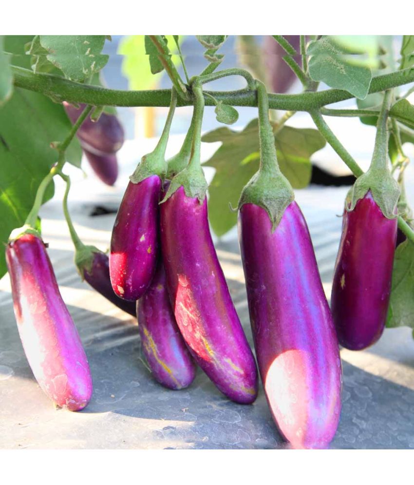     			Jignisha Seeds Hybrid Purple Long Brinjal Vegetable ( 50 Seeds )