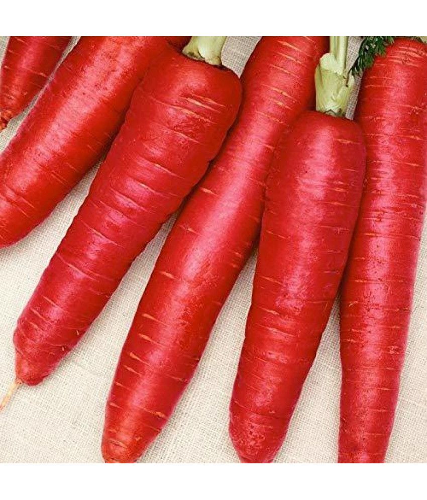     			Jignisha Seeds Organic Red Carrot Vegetable ( 50 Seeds )