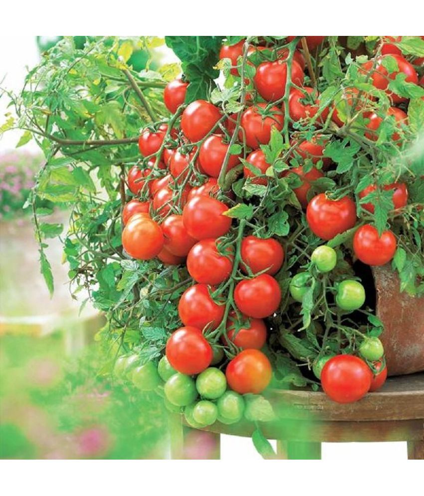     			Jignisha Seeds Organic Red Cherry Tomato Vegetable ( 50 Seeds )