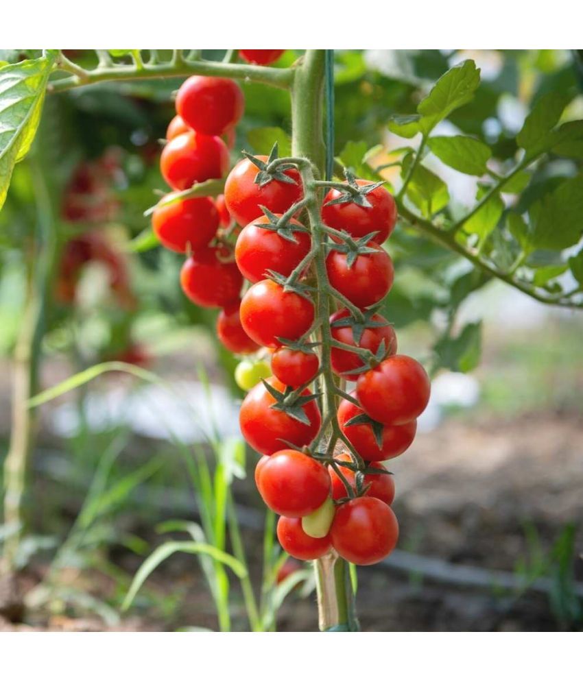     			Jignisha Seeds Organic Red Cherry Tomato Vegetable ( 50 Seeds )