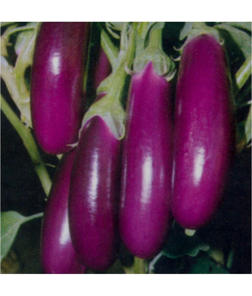     			Jignisha Seeds Purple Long Brinjal Vegetable ( 50 Seeds )