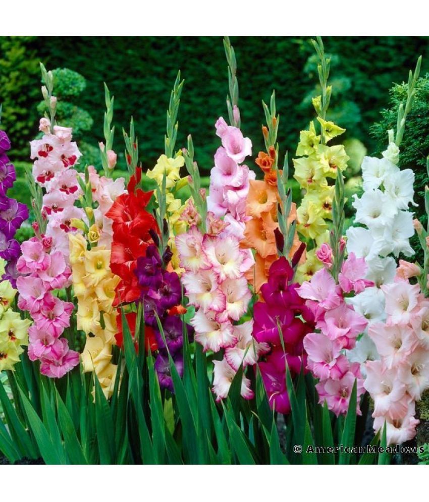     			LiveNature Gladiolus Mixed Flower ( 4 Seeds )