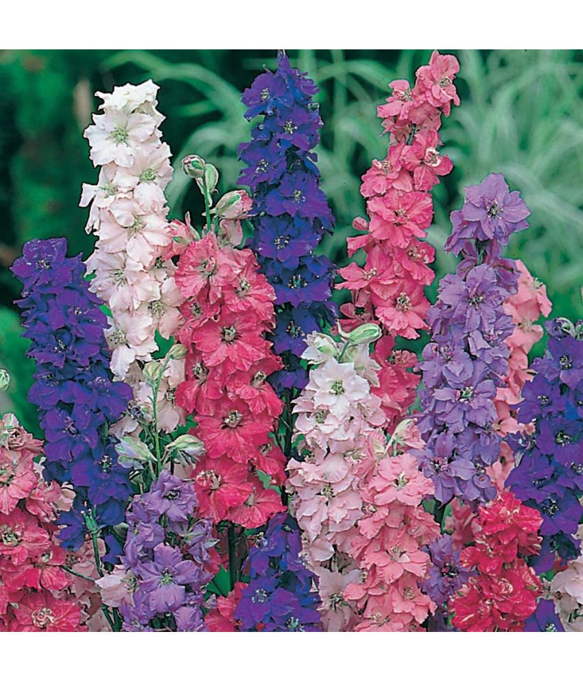     			Vedhahi Larkspur Flower ( 10 Seeds )