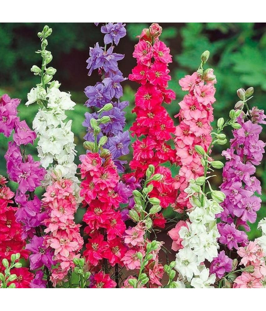     			Vedhahi Larkspur Flower ( 60 Seeds )