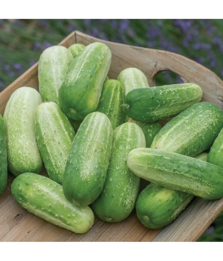     			Jignisha Seeds Green Cucumber Vegetable ( 50 Seeds )