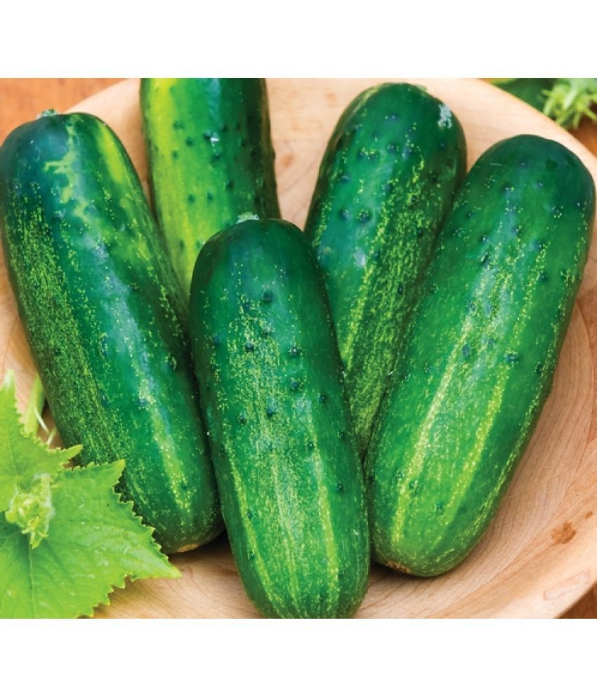     			Jignisha Seeds Hybrid Green Cucumber Vegetable ( 50 Seeds )